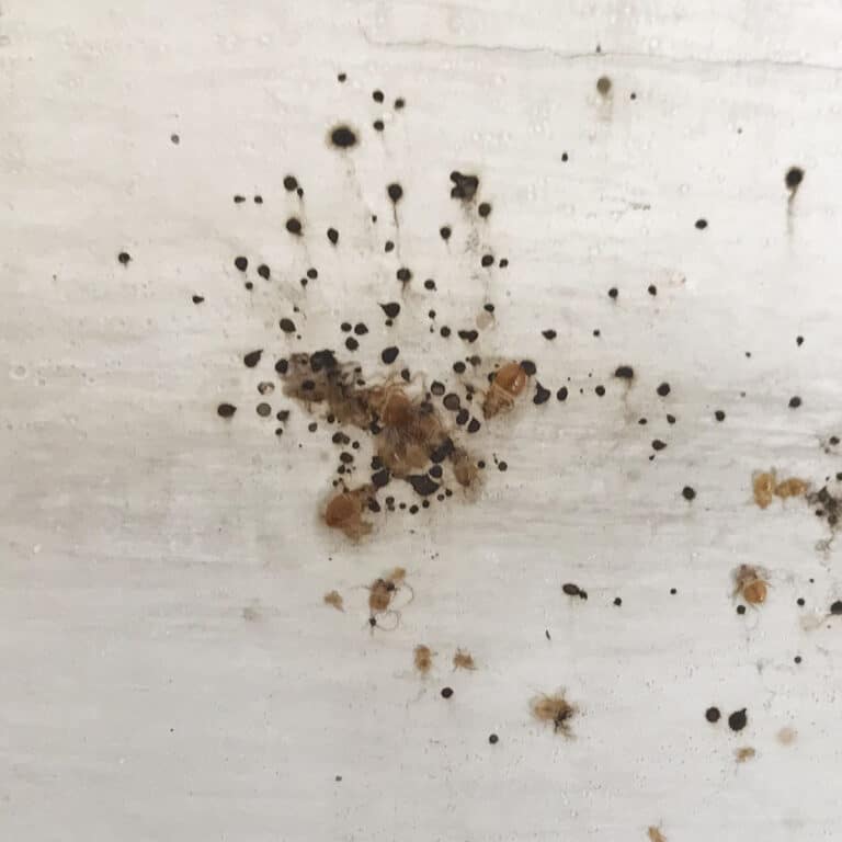 Macchie di cimici dei letti sul muro accanto alla tenda