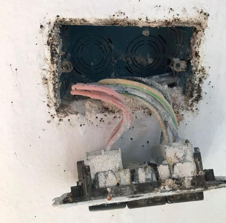Cimici dei letti dentro una presa di corrente