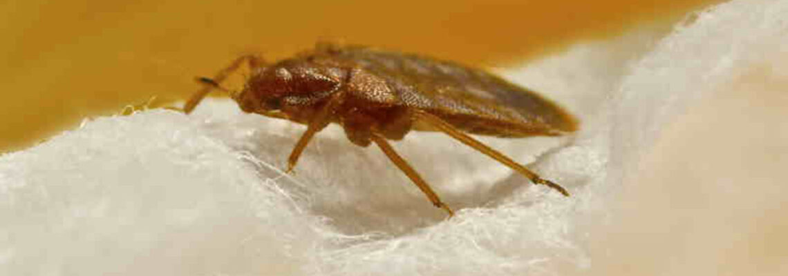 Cimice del letto