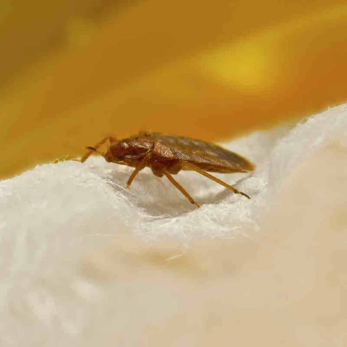 Cimici dei letti nascoste tra tessuti e cuciture di una valigia dopo un hotel
