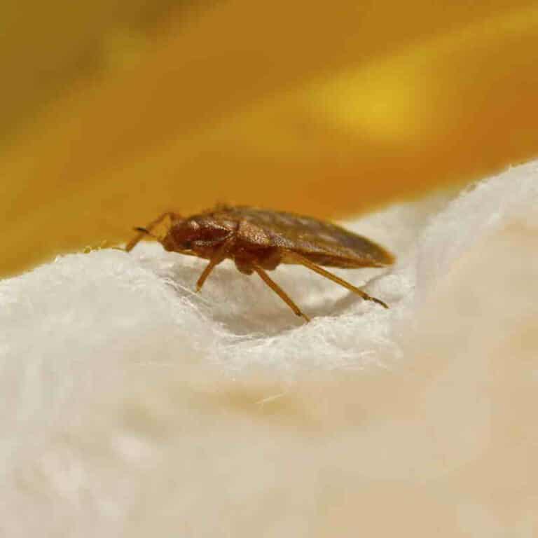 biocimex-cimice-dei-letti-tessuti-bagagli-valigia