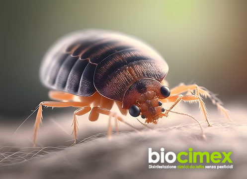 Come riconoscere ed eliminare le cimici dei letti
