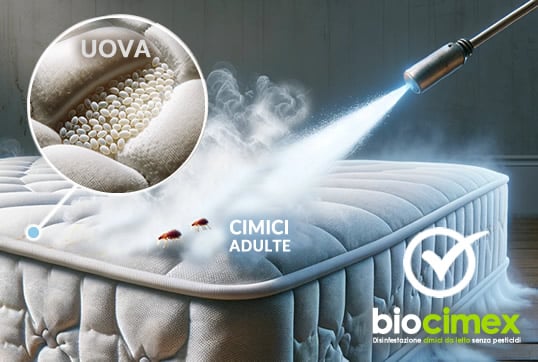 Disinfestazione cimici dei letti con azoto liquido