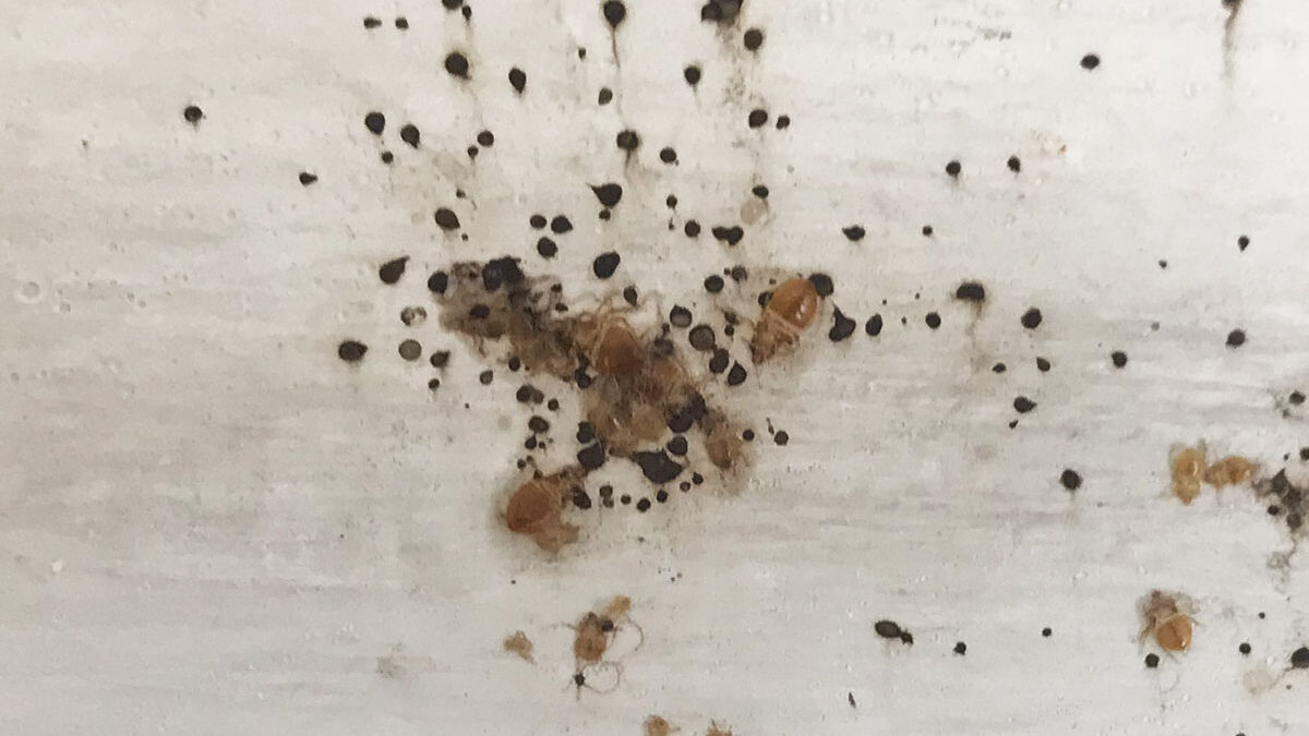 Cimici dei letti infestazione su muro