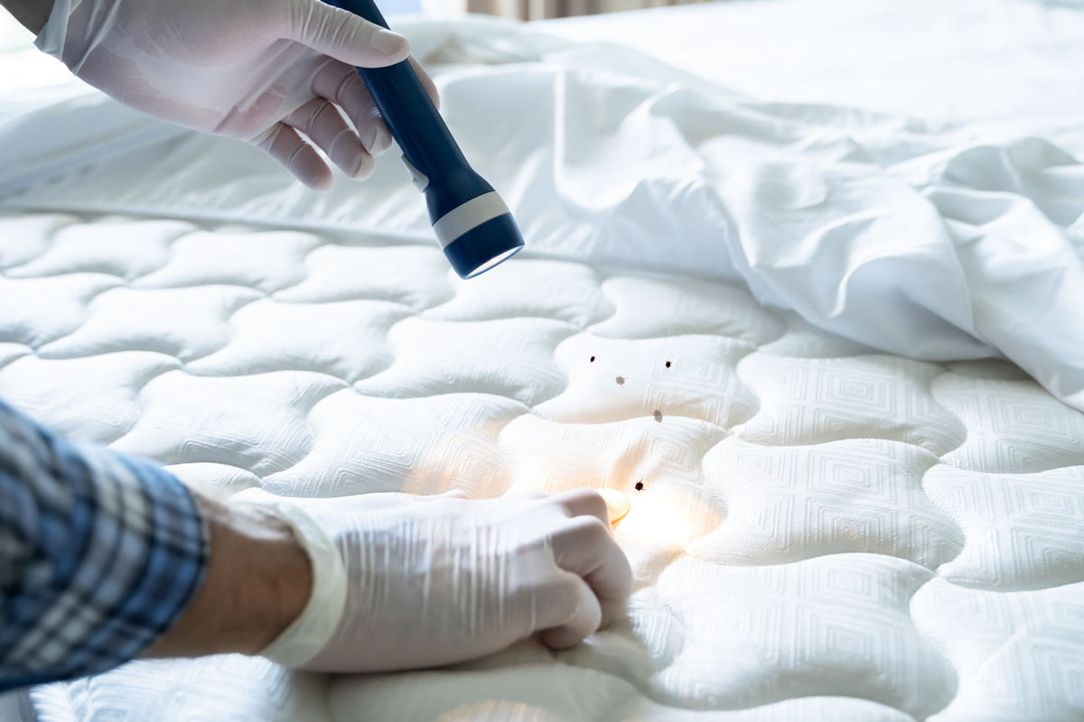Come eliminare le cimici da letto