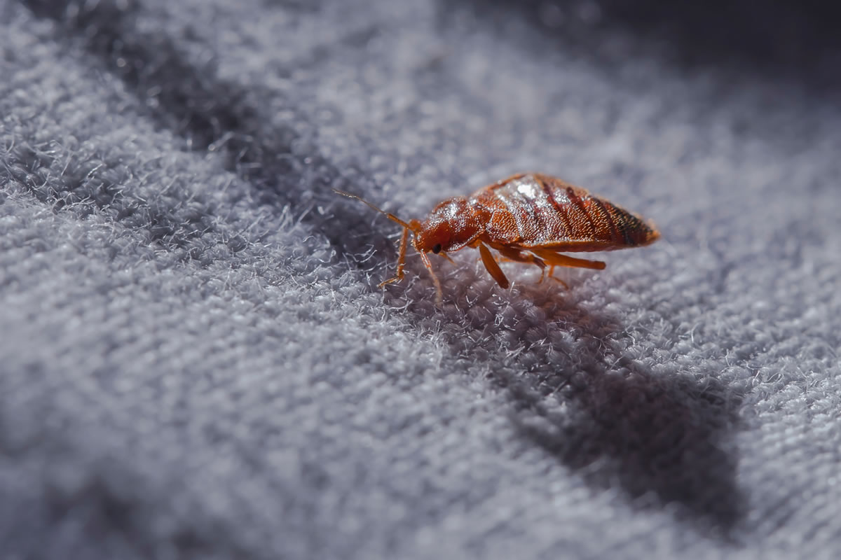 Come si formano e si prendono le cimici da letto