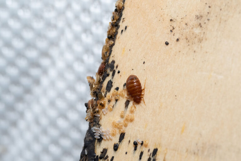 Come eliminare le cimici del materasso