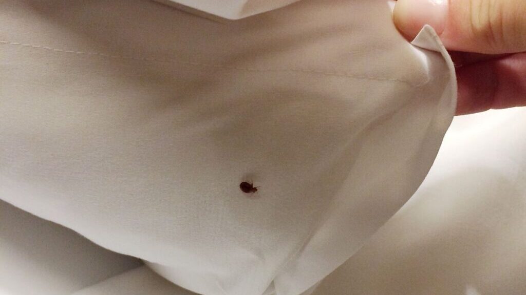 Come si fa a capire se ci sono cimici dei letti in un hotel