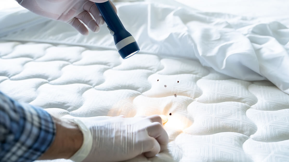Come eliminare le cimici da letto