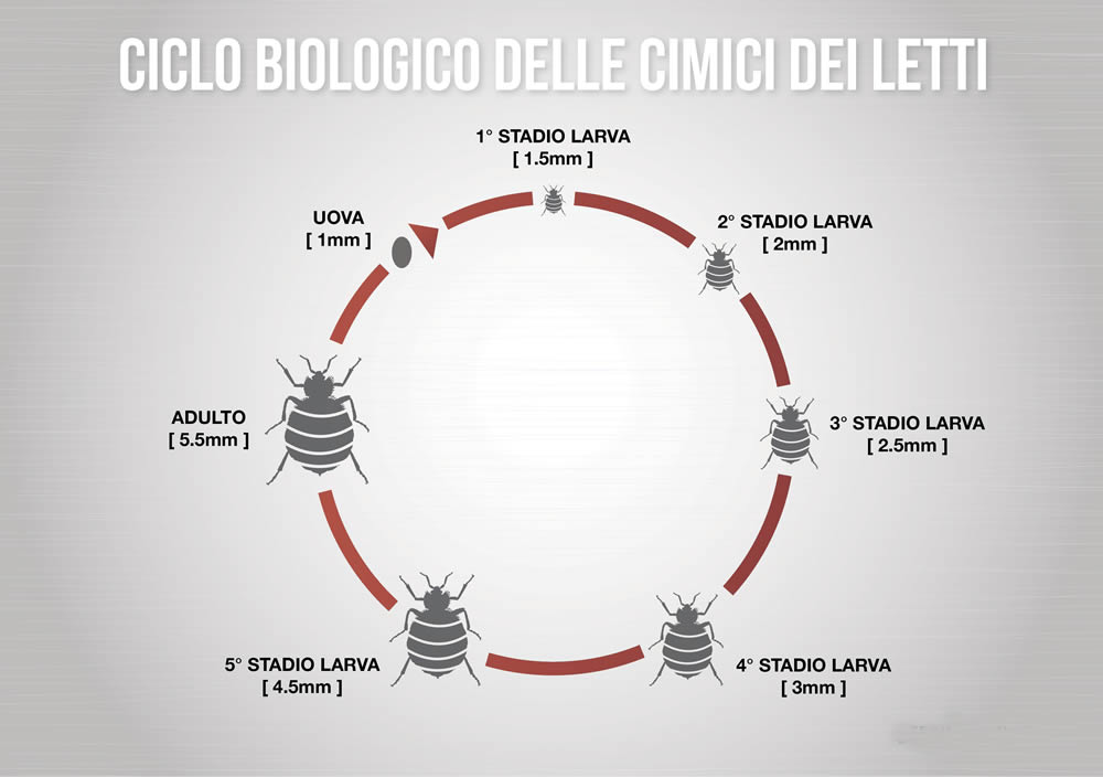 Come riconoscere le cimici dei letti e il loro ciclo biologico vitale