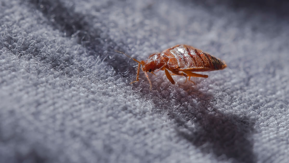 Come si formano e si prendono le cimici da letto