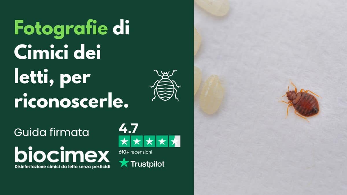 Cimici dei letti: 10 falsità da sfatare, aspetto reale e miti da chiarire