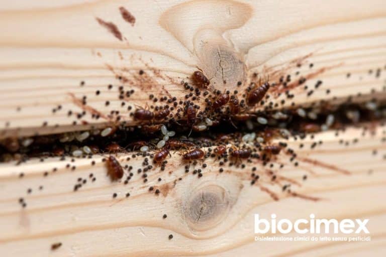 Nido di cimici dei letti in una fessura del legno