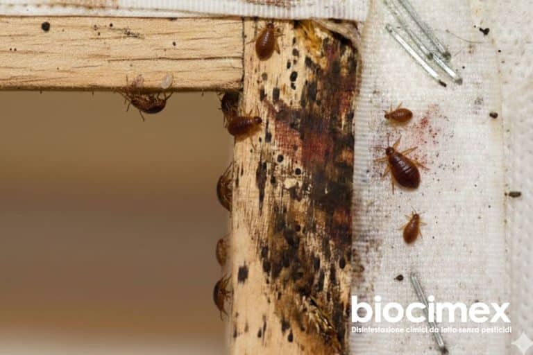 Telaio del letto con cimici dei letti negli incastri
