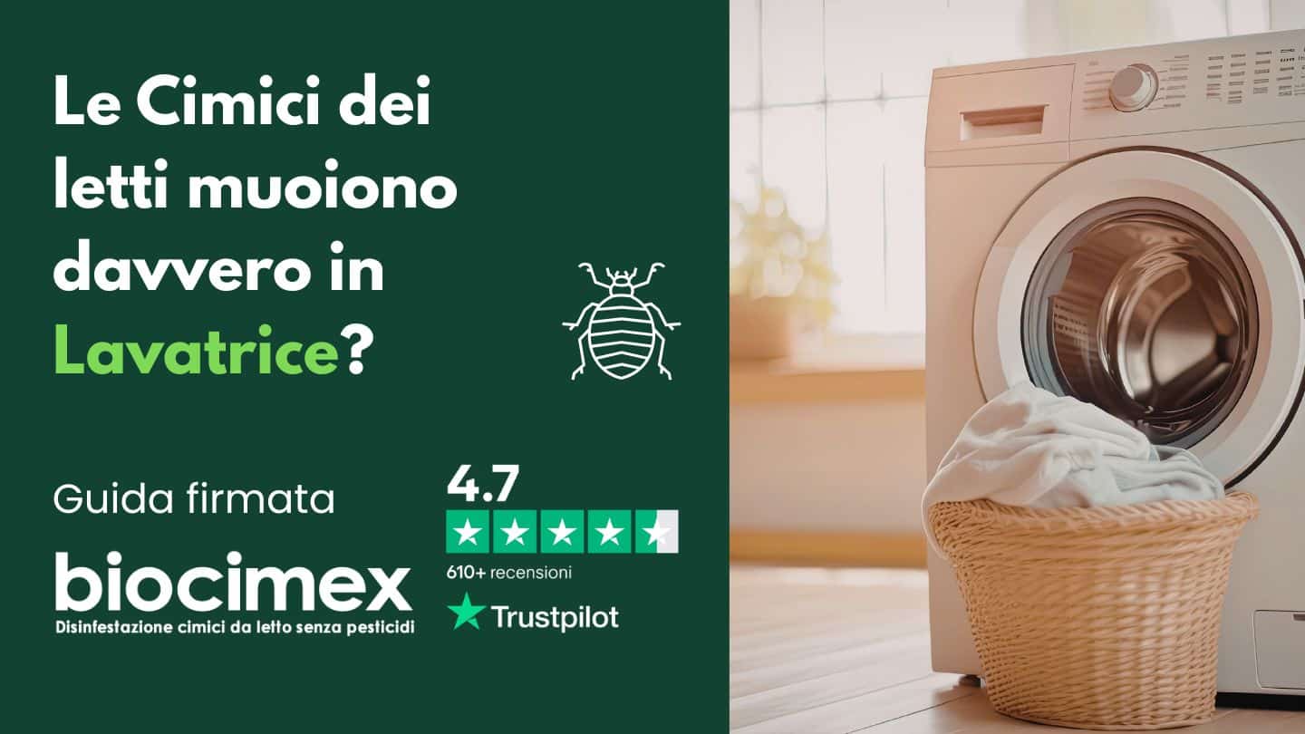 Lavaggio dei vestiti ad alta temperatura contro le cimici dei letti