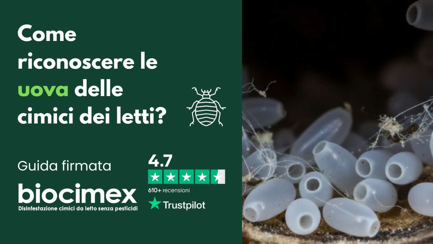 Uova delle cimici dei letti: perché resistono ai trattamenti e come eliminarle
