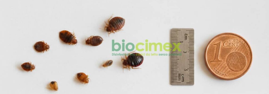 Quanto sono grandi e misurano le cimici dei letti