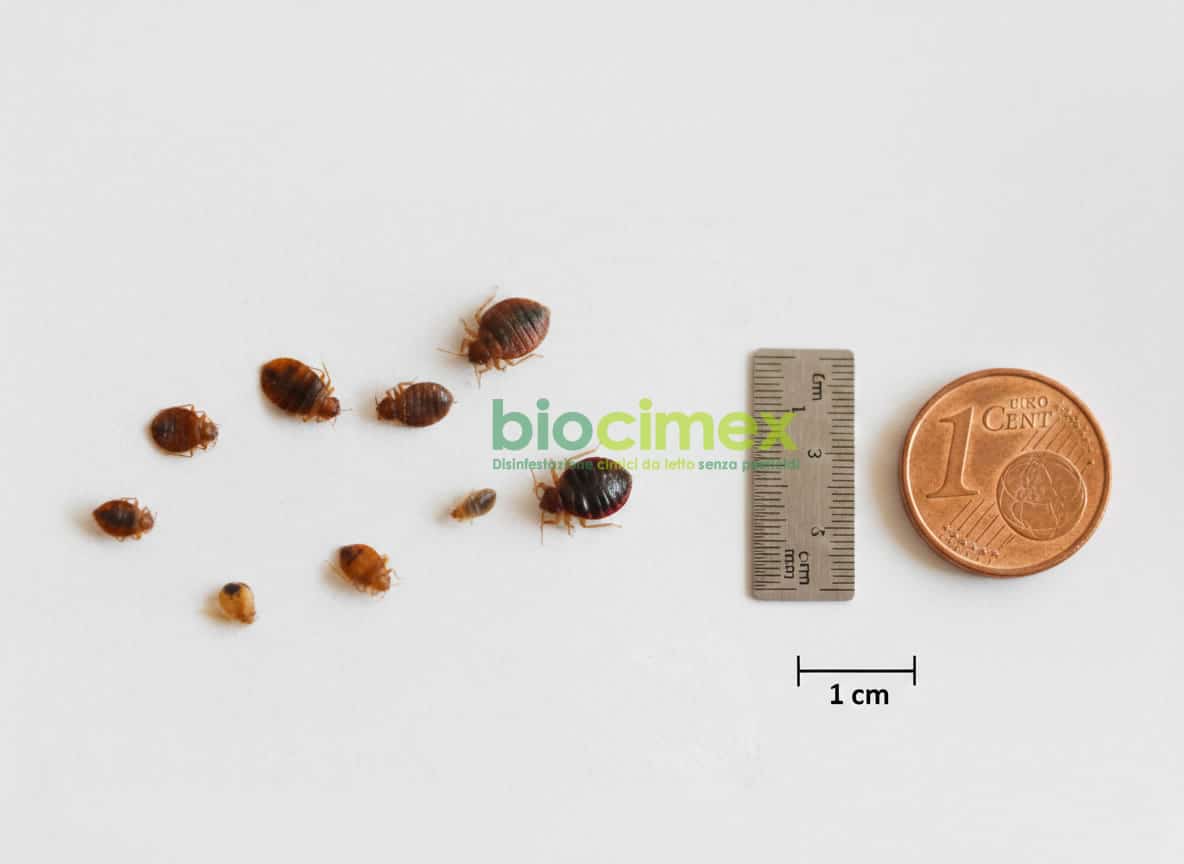Ciclo di vita delle cimici dei letti: dimensioni di ninfe e adulti a confronto