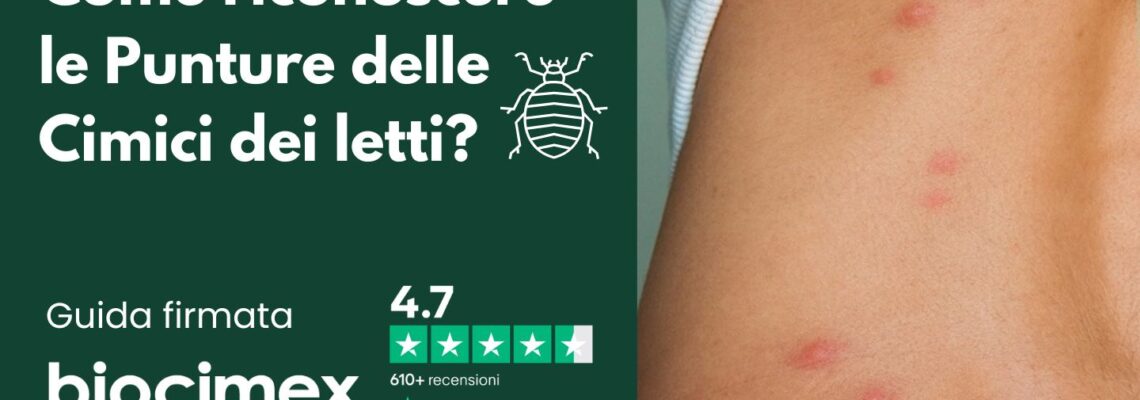 Come riconoscere le punture delle cimici dei letti