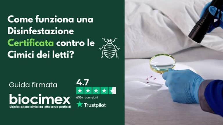 Come funziona una Disinfestazione Certificata contro le Cimici dei letti?