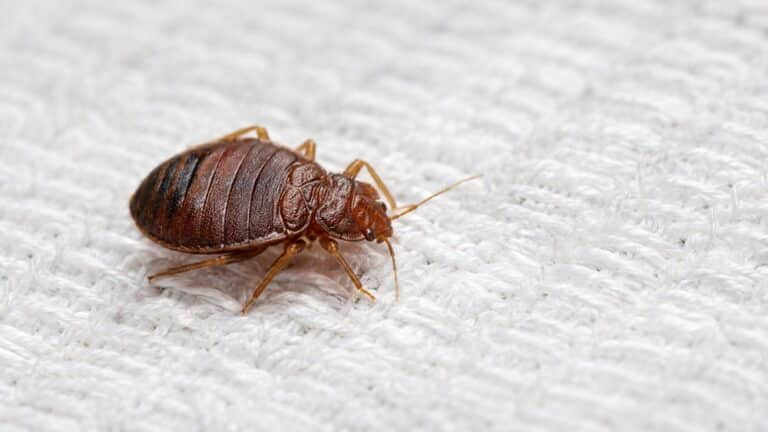 Cimici dei letti o acari: aspetto di una cimice adulta color mogano sul materasso