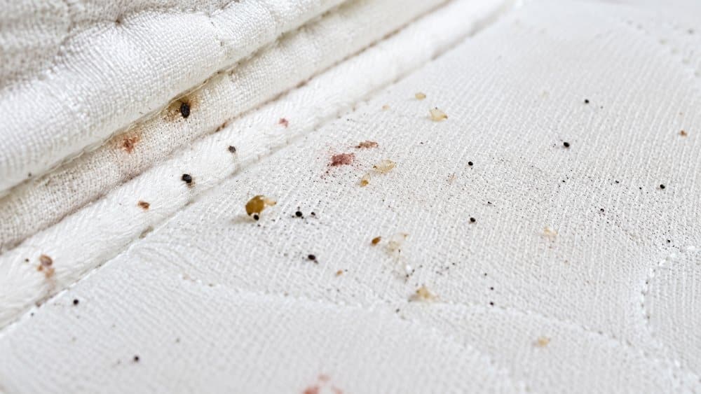 Tracce di cimici dei letti sul materasso: puntini neri, macchie di sangue e mute, assenti con gli acari