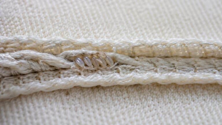 Uova di cimici dei letti bianco-perlacee cementate nella cucitura del materasso