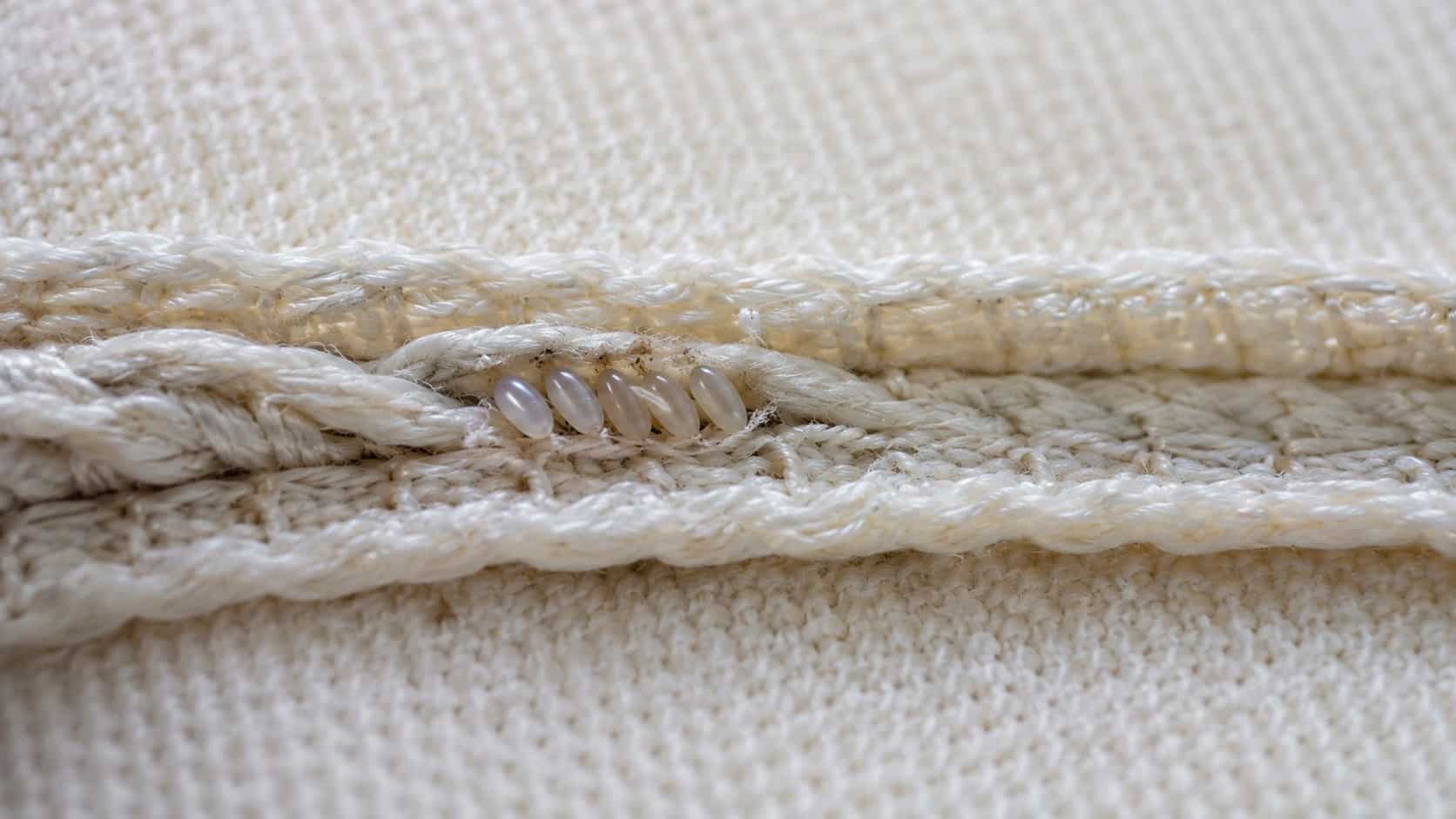 Uova di cimici dei letti bianco-perlacee nella cucitura del materasso, primo stadio del ciclo di vita
