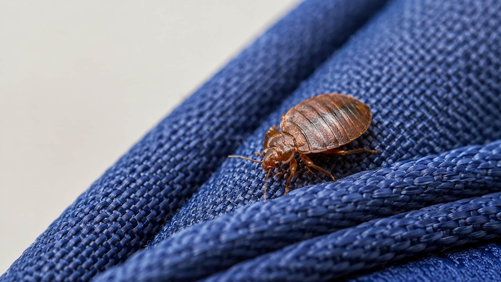 Cimice dei letti adulta sulla cucitura di uno zaino scolastico blu