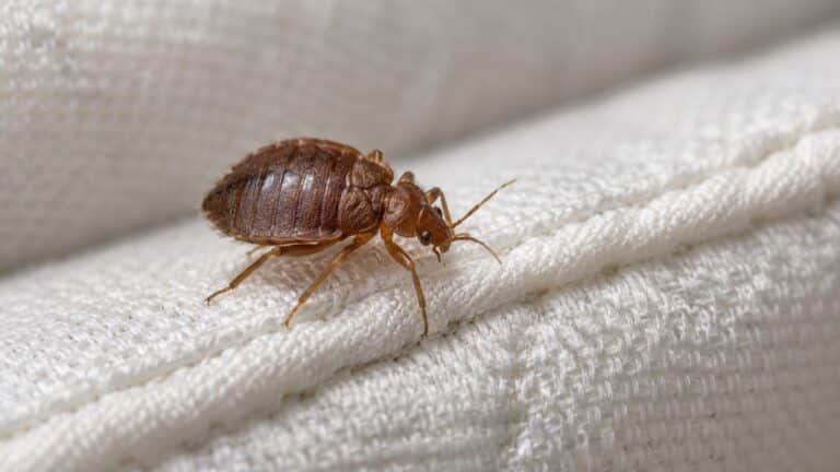 Cimice dei letti che cammina sulla cucitura del materasso: le cimici dei letti non volano